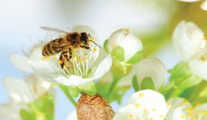 How do bees save the environment?