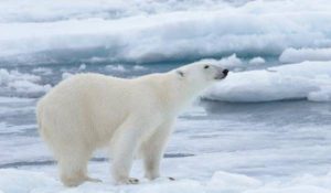 Did you know this about Polar Bears?